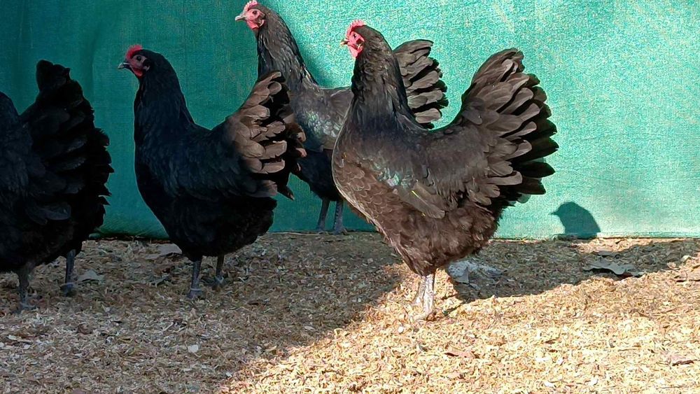 Австралорп руминя продаю яйцо 25.-30. тисч ...