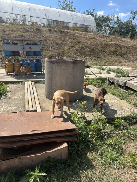 Căței spe adoptie