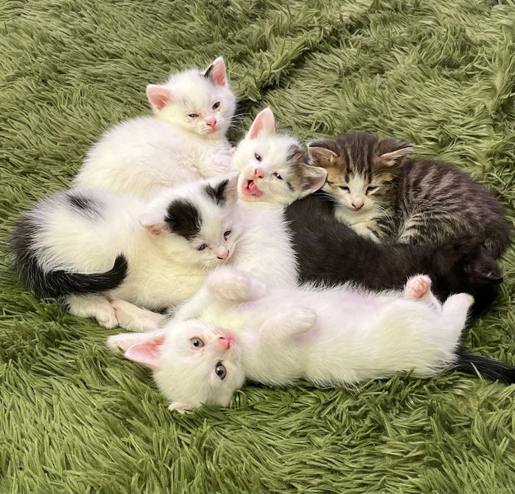 Хорошенькие котята