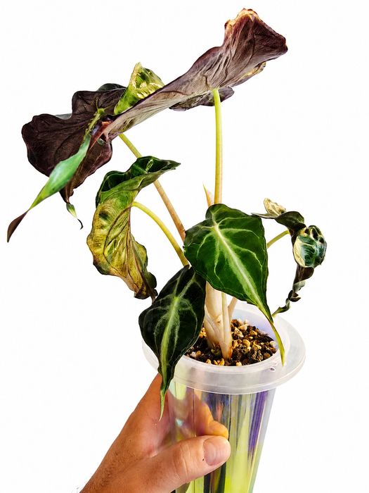 Alocasia Venom plantata in pon