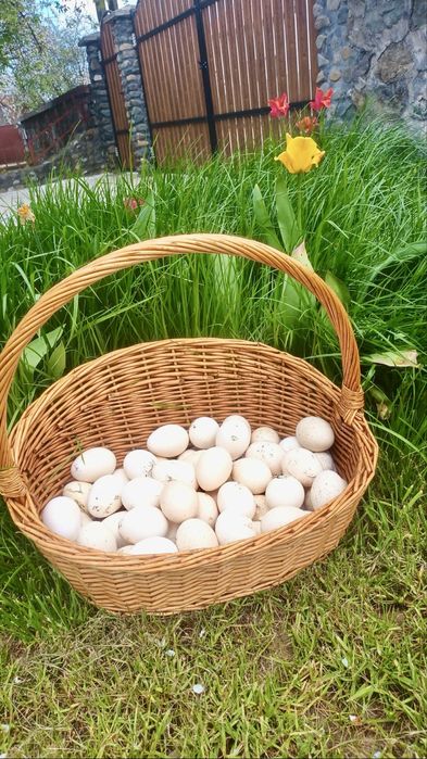 Oua de curca pentru incubat