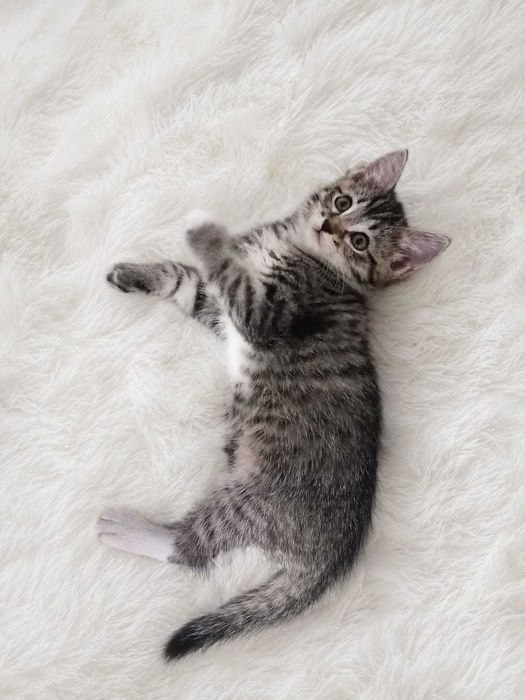Отдам котёнка в хорошие руки