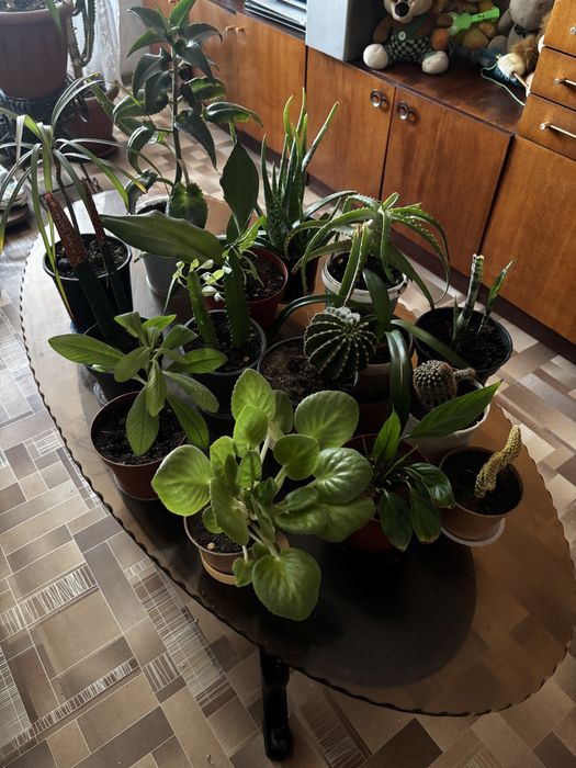 Продам комнатные цветы.