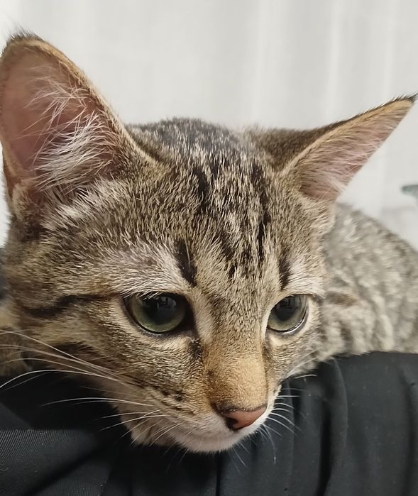 Котёнок девочка отдам в хорошие руки