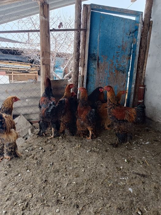 Продам петушков молодых,