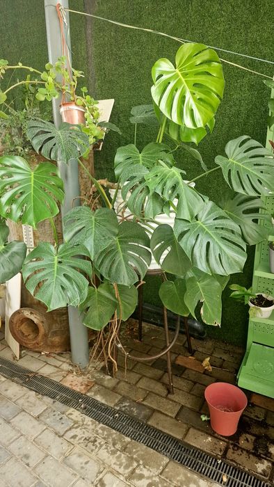 Монстера деликатесная