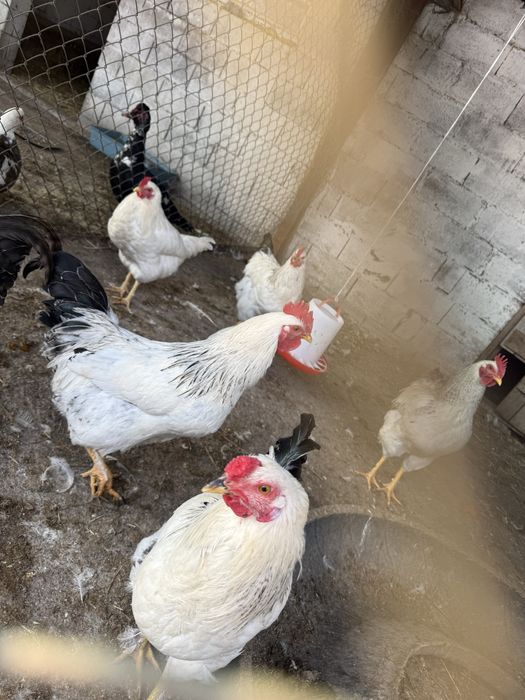 Продам петухов Адлер