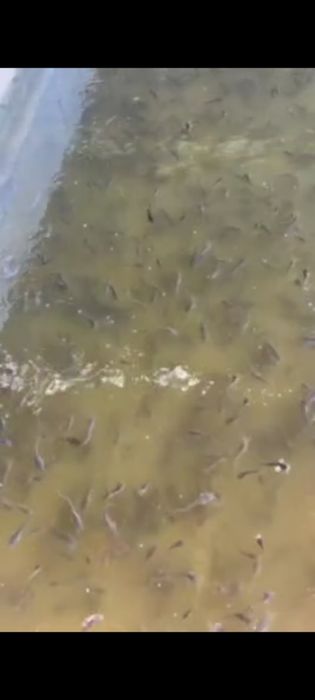 Afrika laqqasi sotiladi 10 sm dan 20 sm gacha kisloroddan chiqqan