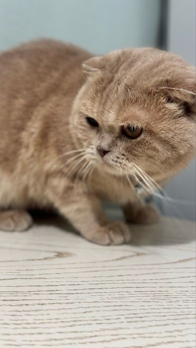 Кот Скотиш фолд мальчик