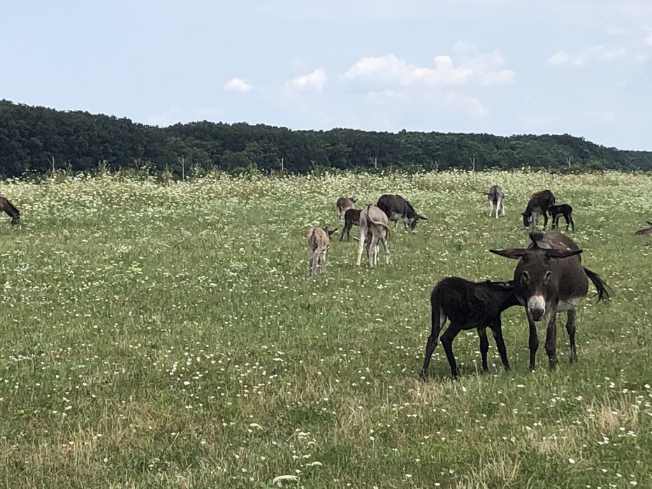 Lapte proaspăt de măgăriță
