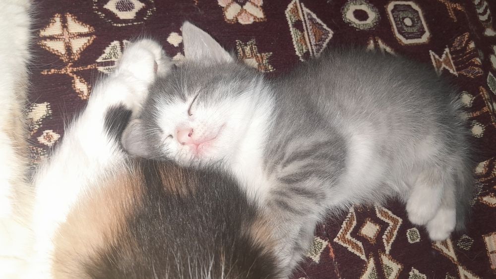 Котята бесплатно/ Марғаулар тегін