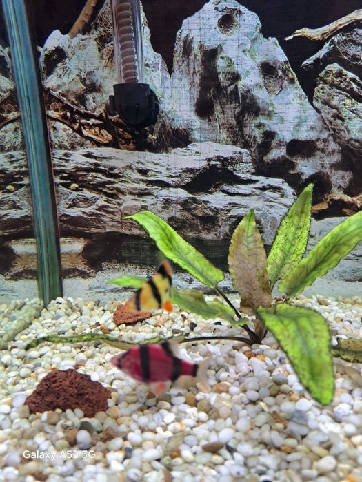 Продам мирных рыбок