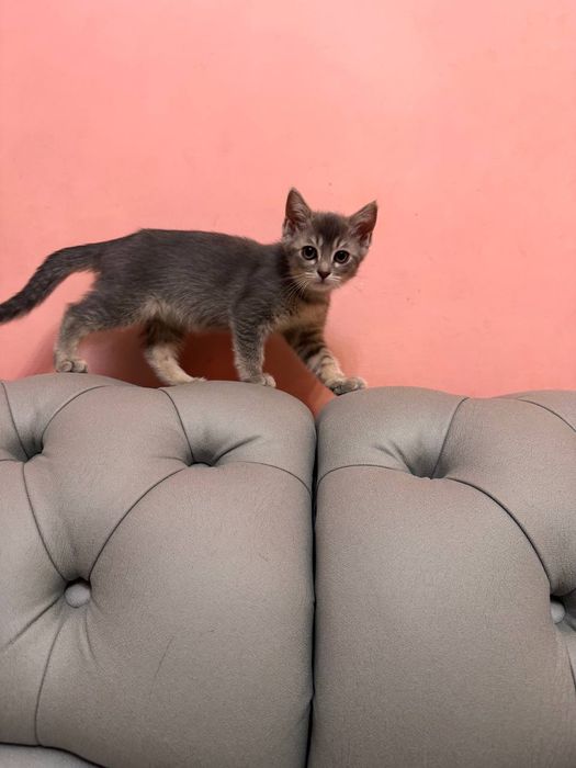 Отдаю котят в хорошие руки.