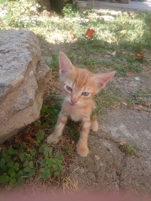 Подарявам  малки котенца