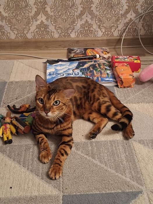 Отдам бенгальскую кошку