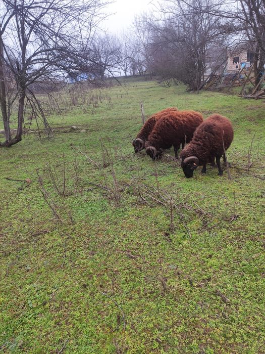 Продавам 9 дзвизки