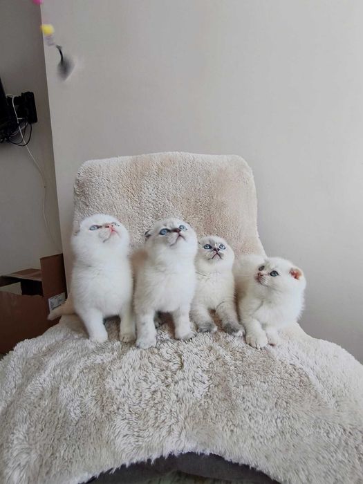 Британски котета и шотлански клепоухи