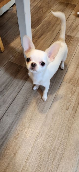 Чихуахуа с документами