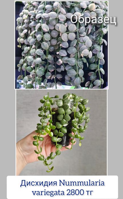 Церопегия эпипремнум комнатные цветы