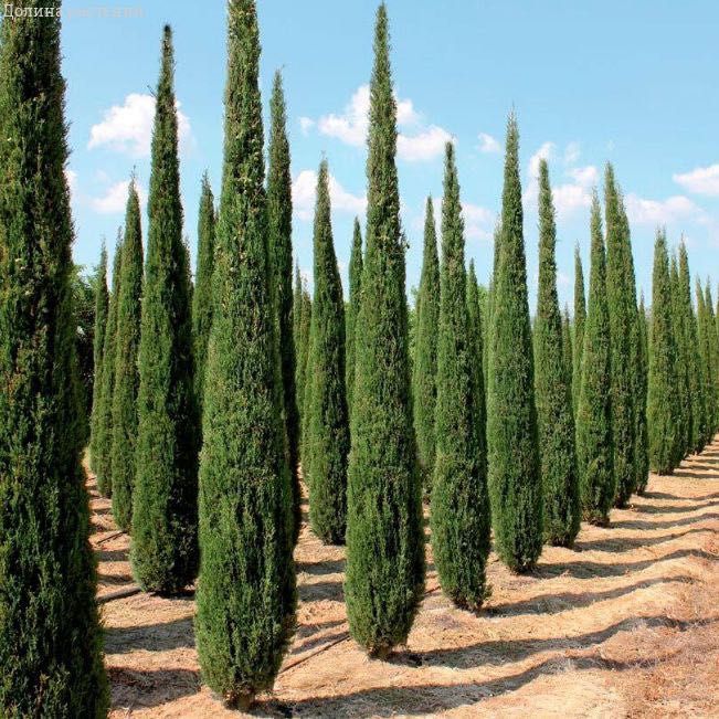 Манзарали Арча, Дарахтлар сотилади!