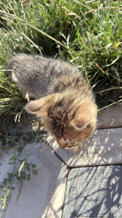 Отдам котят в добрые руки