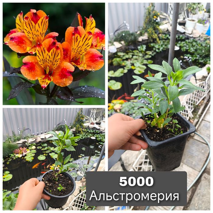 Цветы  в  ассортименте  калла каланхоэ мурайя Альба альстромерия