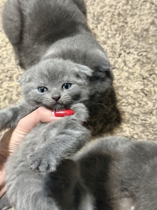 Вислоухий котёнок девочка