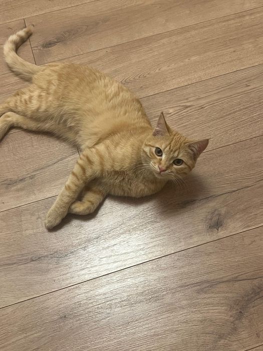 кот в добрые руки