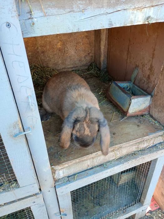De vinzare iepuri berbec si porumbei de mai multe rase