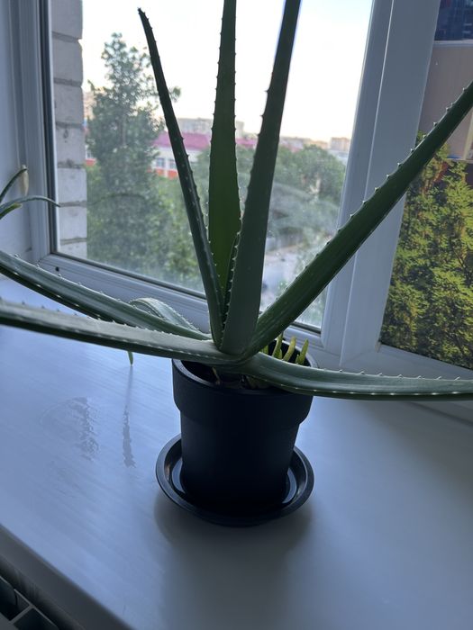 Продам алоэ вера, для лечения