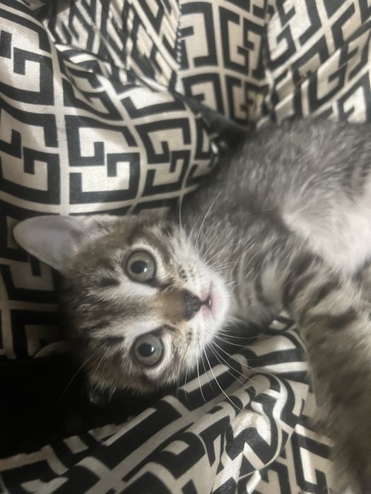 Котенок девочка 1,5 месяцев