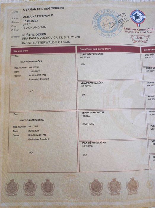 Немски ловен териер - чистокръвно