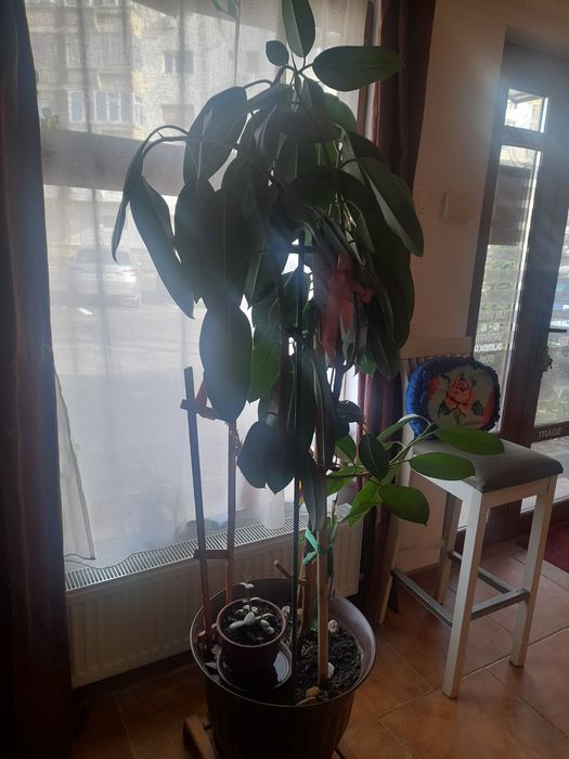 Ficus planta de interior 180 cm