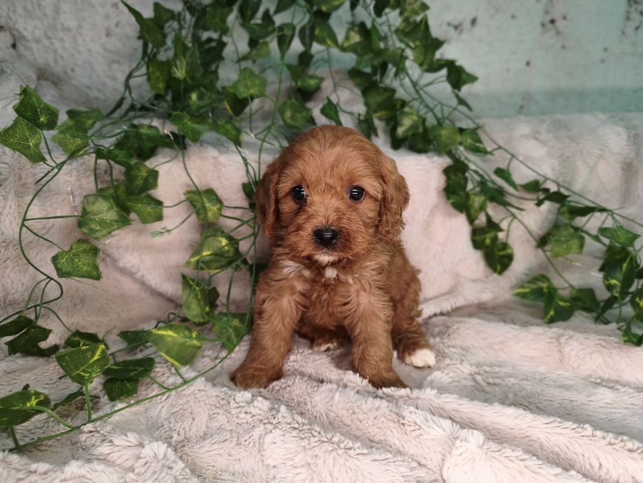 Vand fetita Cavapoo red F1