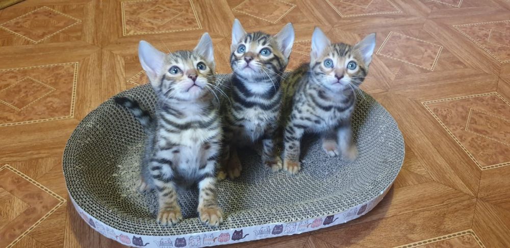 Продам Бенгальских котят (бенгалы)