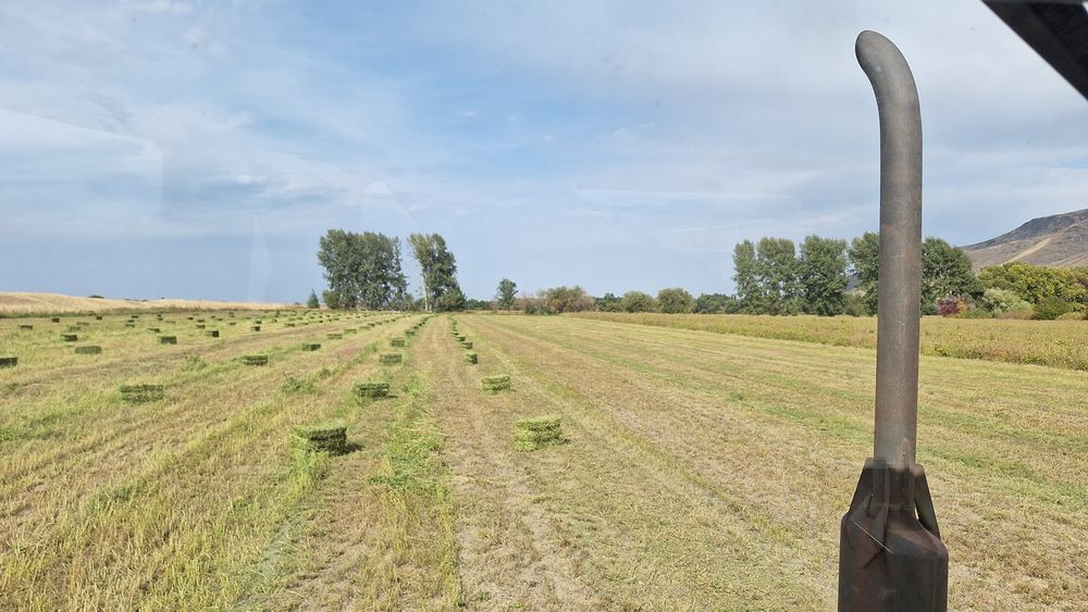 Клевер жоңышқа тюгі