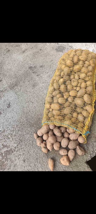 Продавам семе Сорая . 0.20 евро . Село Рельово