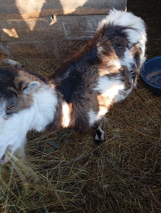 Vând doua Capre foarte bune de lapte