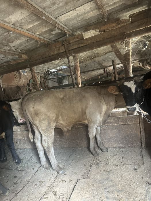 Продам бычков оптом