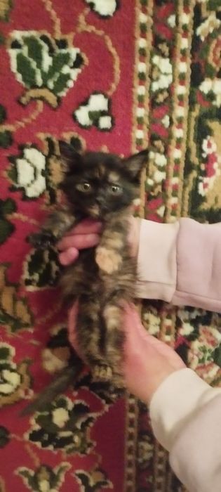 Котята в хорошие руки