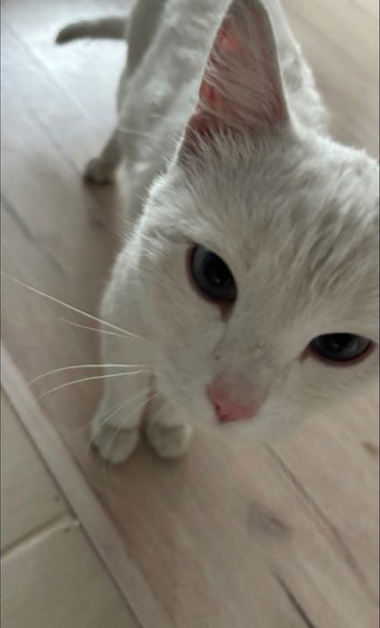 Хороший дом для кошечки