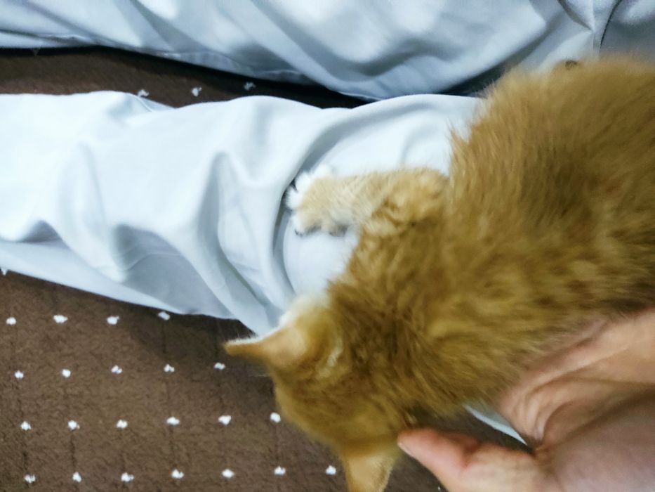 Отдам Котят даром в хорошие руки