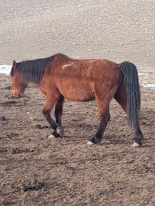 Шаруа, үлкен,   ат