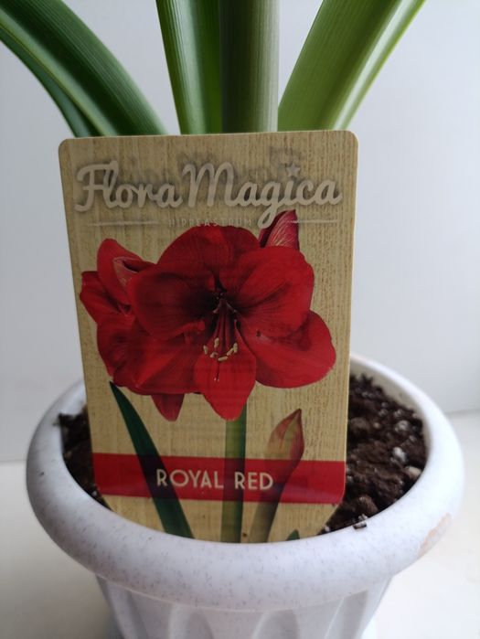 Гиппеаструм красный