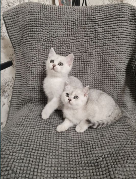 Продаётся серебристая шиншила девочка