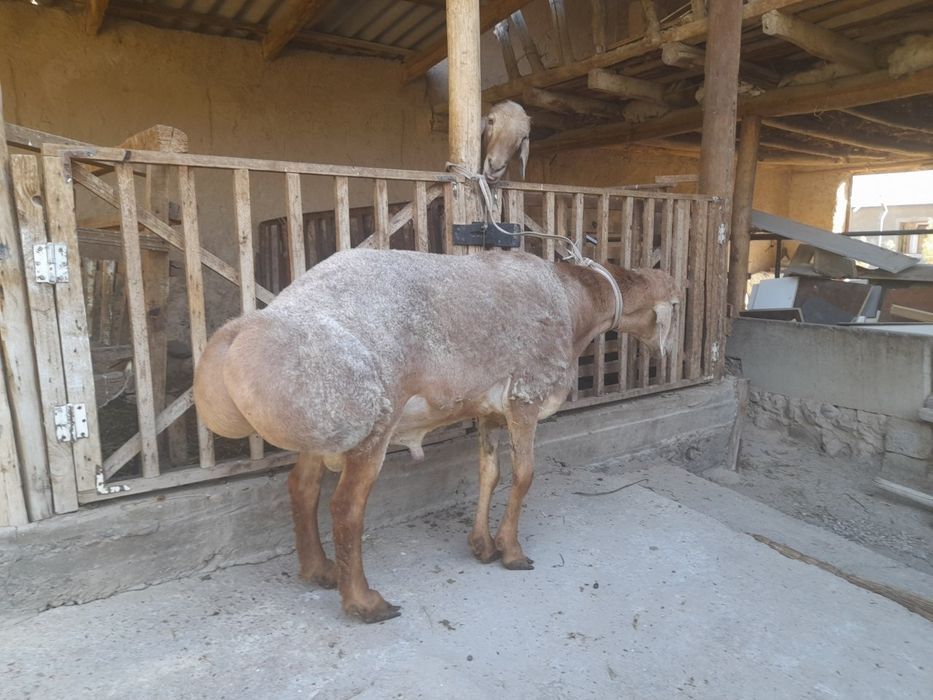 Edilbay qoʻchqorlar sotiladi zot oliwga zur,quloqlari butun qurbonlik