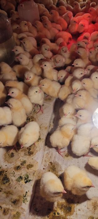Продам бройлеров