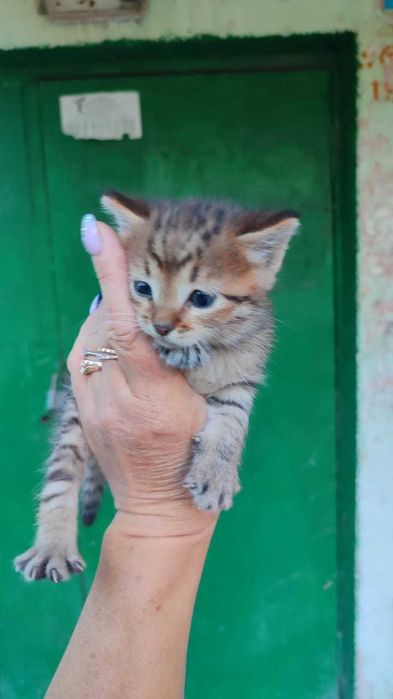 Отдадим красивых котят