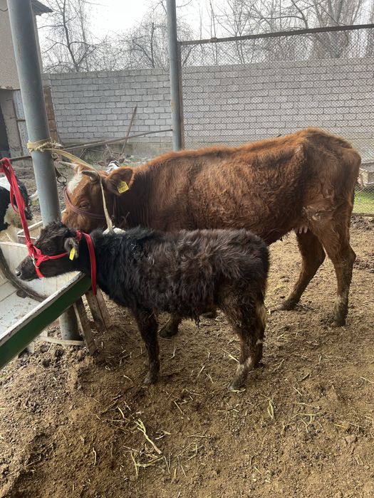 Ona bola bolasi erkak