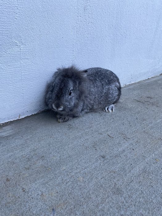 Декоративно зайче